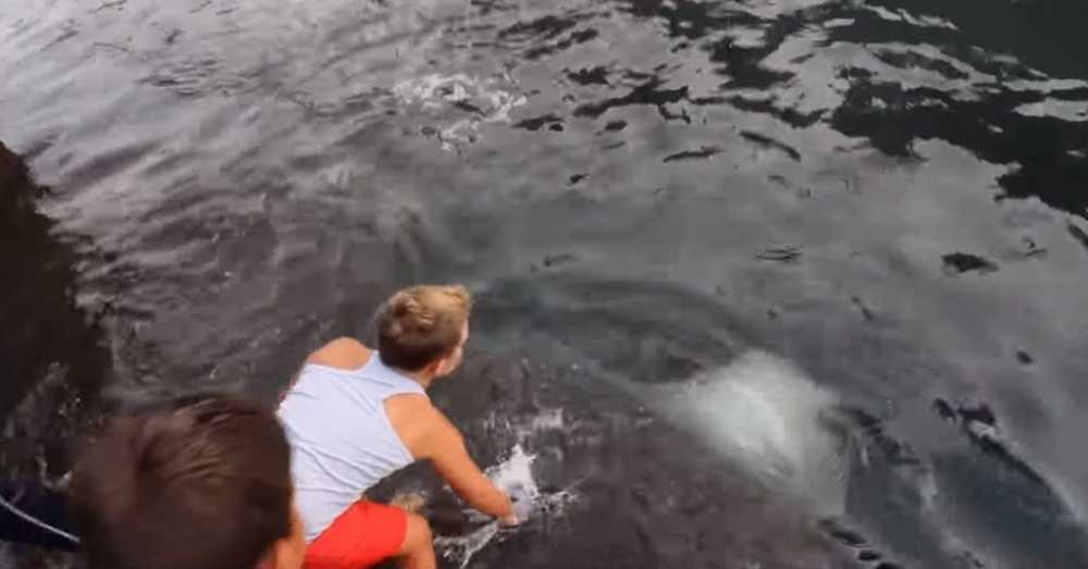 Il video della pastinaca gigante che emerge dall’acqua per salutare un ragazzo diventa virale