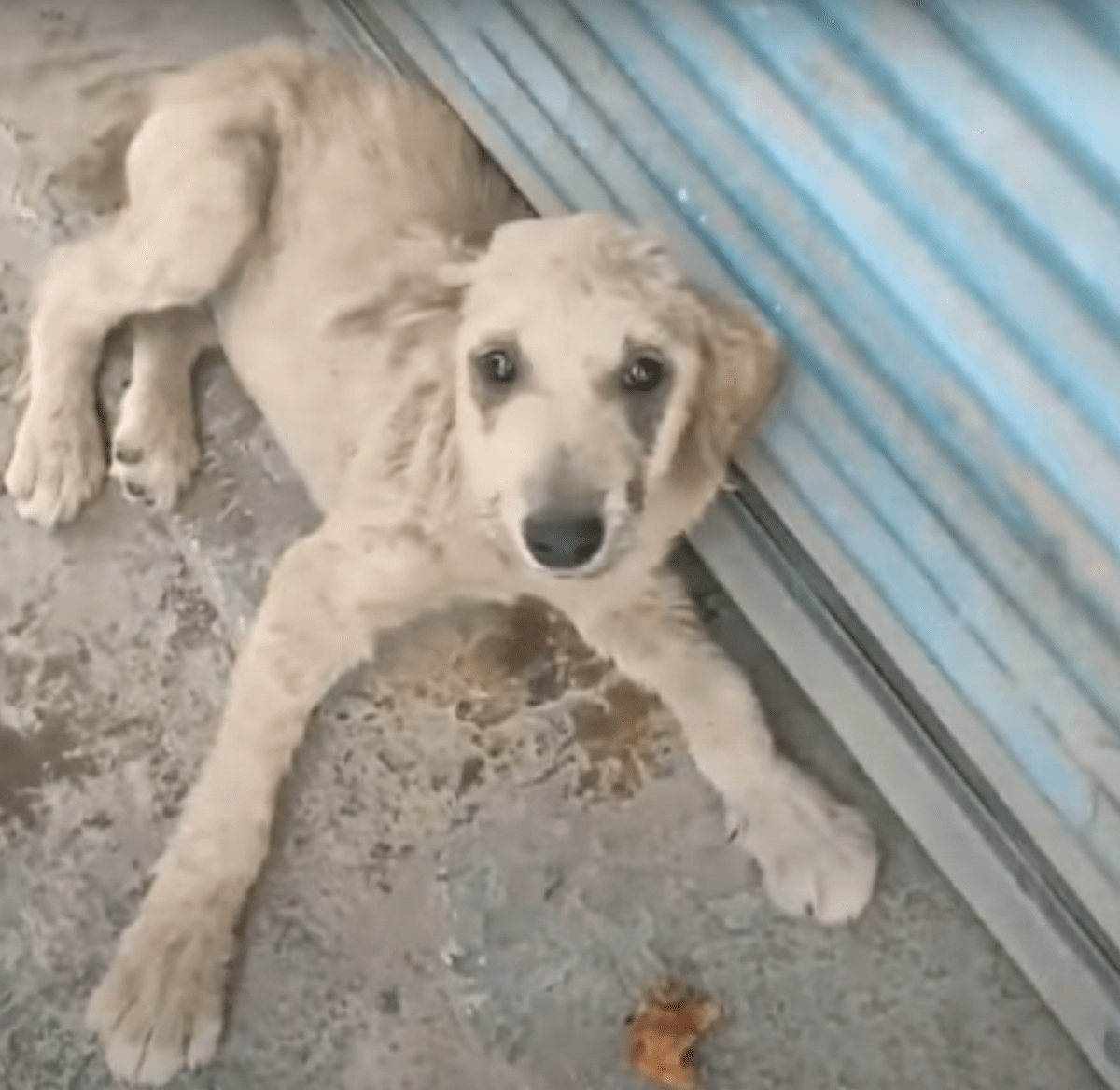 Il cucciolo malmenato si è sentito indegno, ha guardato la sua zampa e ha capito che è importante