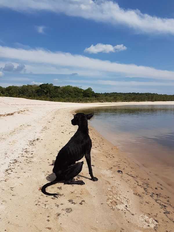 Un uomo in crociera nella giungla amazzonica trova un cane su un’isola deserta