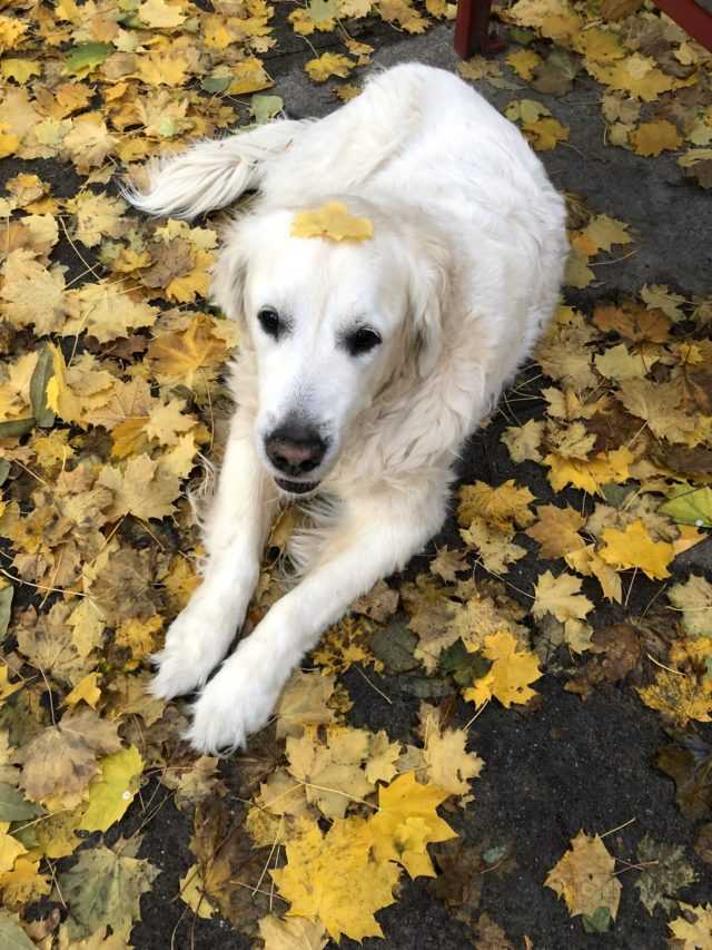 Il papà cane dal cuore spezzato condivide il video dell’ultima passeggiata del cucciolo