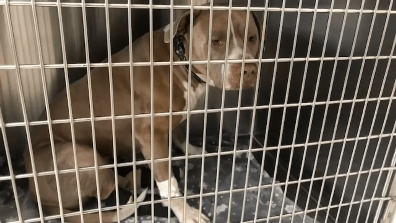 Pit Bull lanciato dal cavalcavia trova per sempre la casa con la donna che lo ha salvato