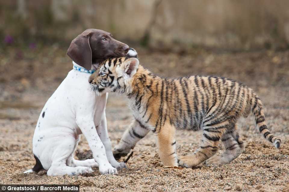 Il cucciolo di tigre rifiutato dalla madre trova il migliore amico in un cucciolo