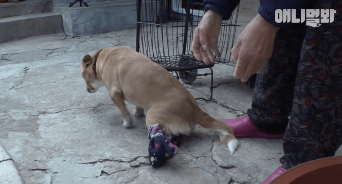 Il cane paralizzato della povera donna viene portato via e lei crolla a terra in lacrime