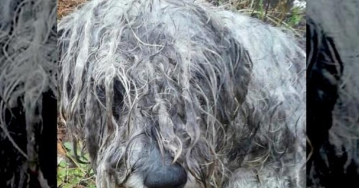 Uno Schnauzer affamato e maltrattato è stato trovato legato a un albero in campagna