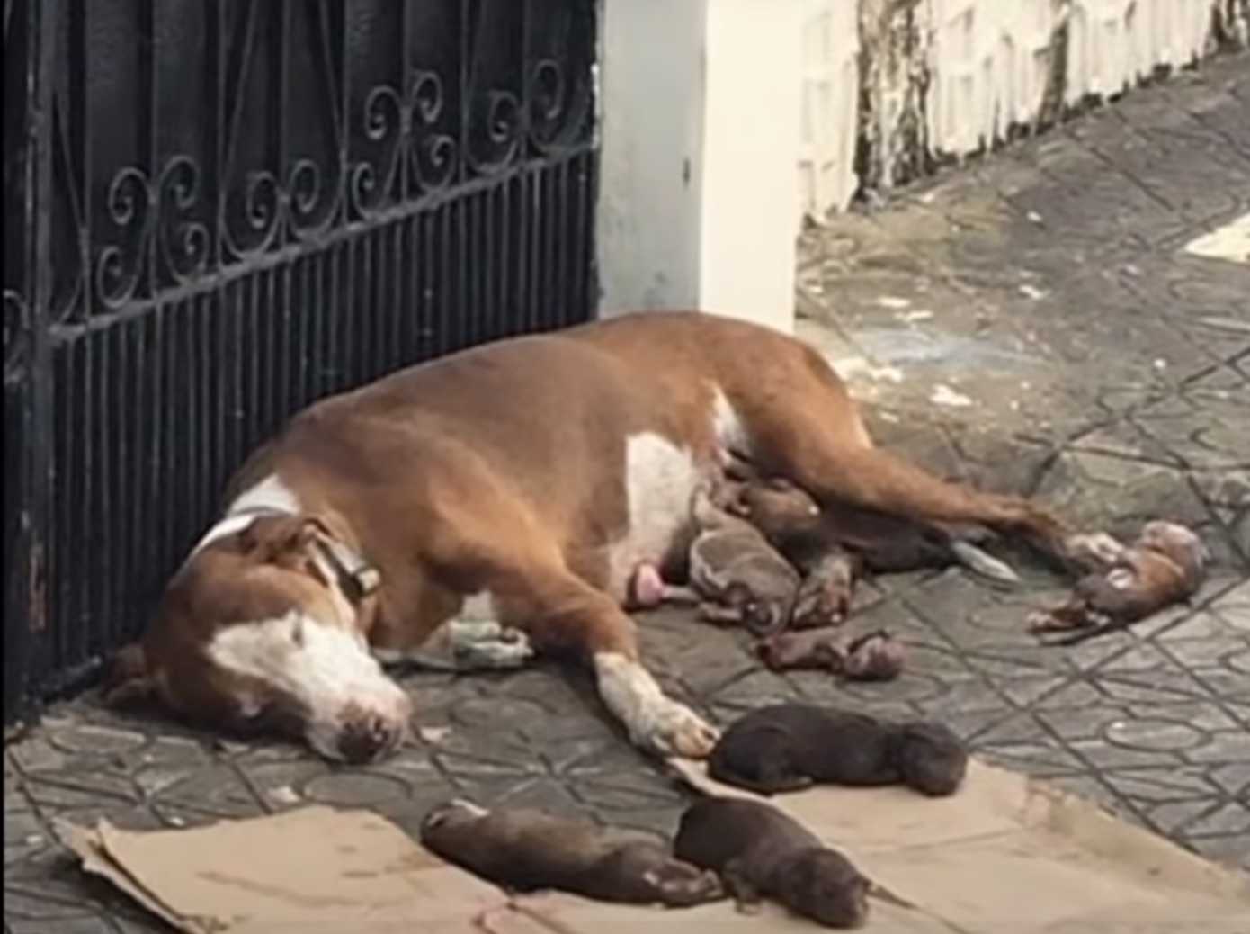 Mamma cane affamata e i suoi neonati malnutriti salvati appena in tempo