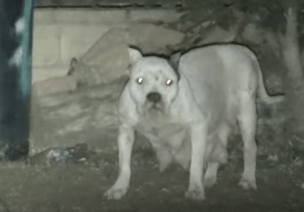 Il cane ha rifiutato di essere salvato temendo che i suoi cuccioli fossero in pericolo, ma 1 uomo si è fatto avanti