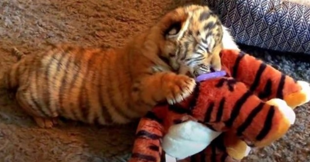 Il cucciolo di tigre abusato sull’orlo della morte si aggrappa al suo peluche per conforto