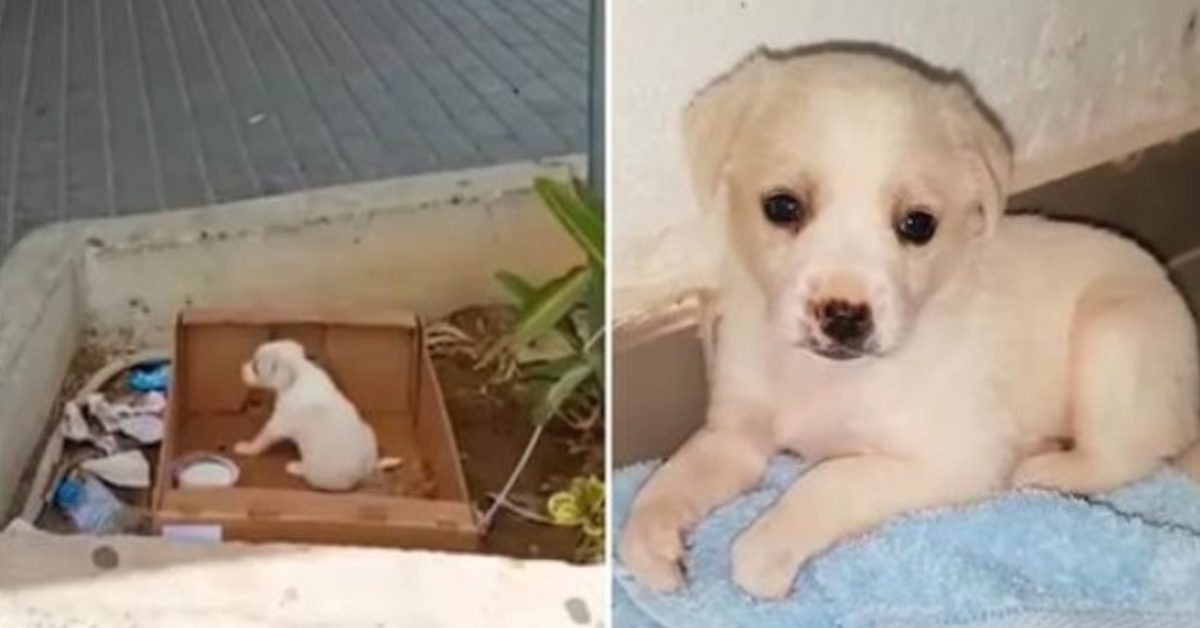 Cucciola abbandonata fuori dal supermercato non riesce a nascondere la sua felicità quando qualcuno è venuto a portarla a casa