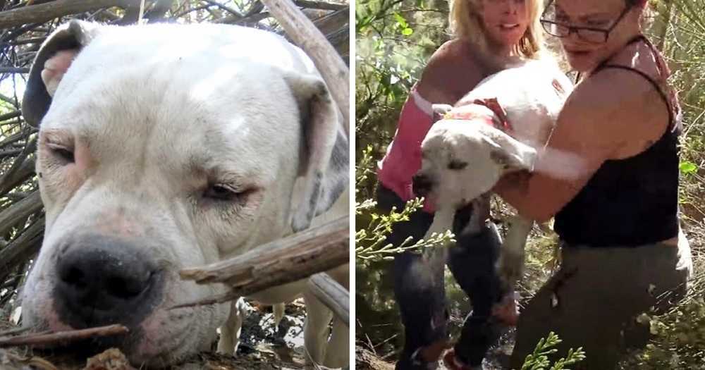 Cane senzatetto malato era così debole che aveva rinunciato alla vita, ma qualcuno lo aveva visto