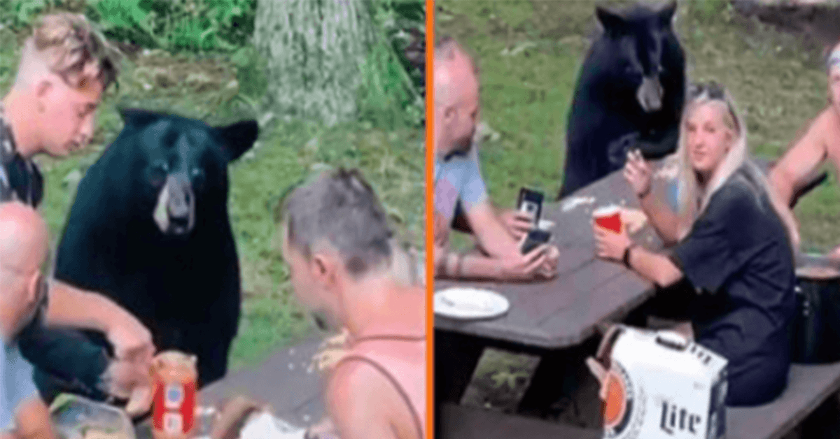 Wild Black Bear si unisce a un picnic in famiglia e chiede panini PB&J