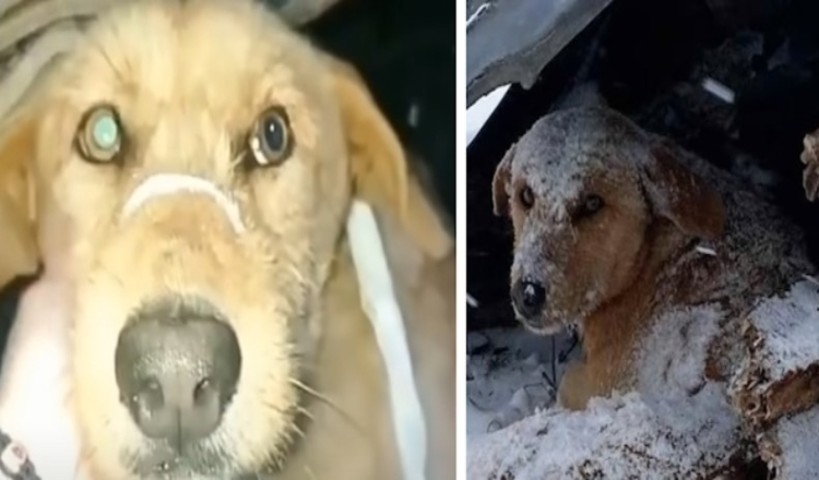 Il cane che è stato colpito sedeva tremante tutto solo nella neve fredda