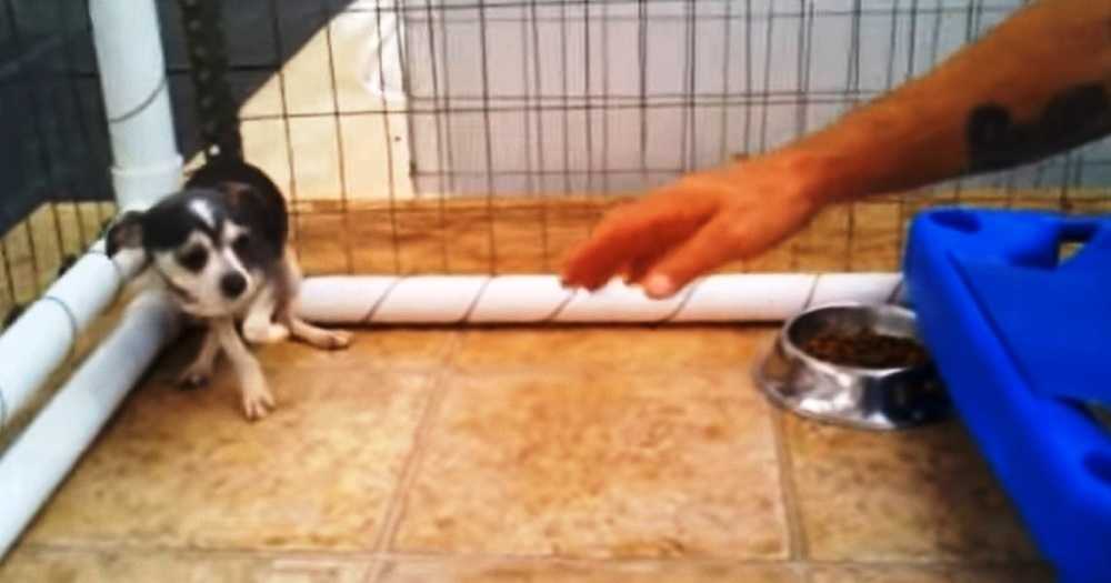 Piccolo cane abusato per i bambini in Puppy Mill si rannicchia in un angolo quando l’uomo si avvicina