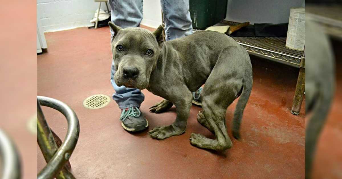 Pitt Bull triste e spaventato che è stato tenuto in una gabbia stretta per 2 anni ora ha un corpo deformato