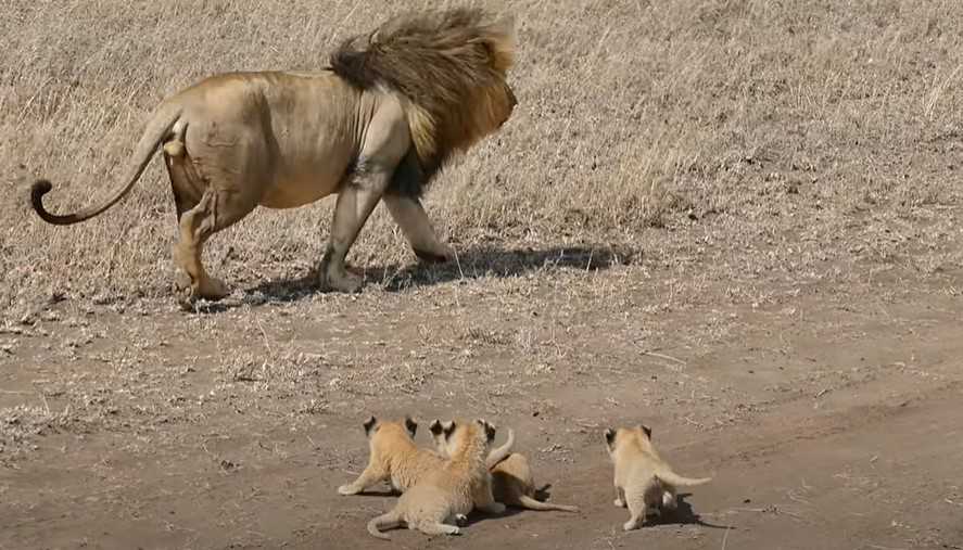 Papà leone cerca di abbandonare i suoi piccoli cuccioli in filmati commoventi