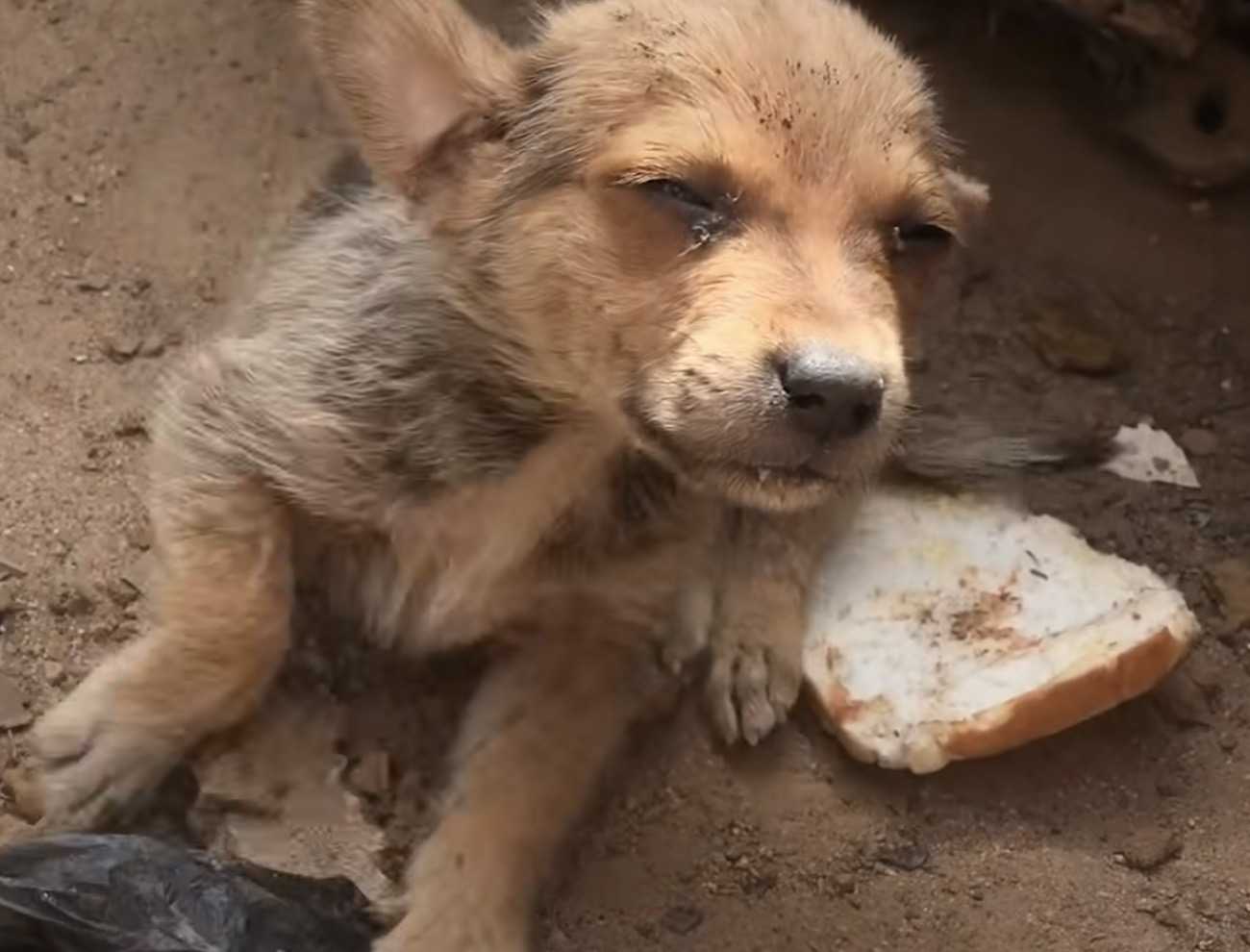 Cucciolo dimenticato i cui fratelli sono stati adottati, cerca di cavarsela da solo