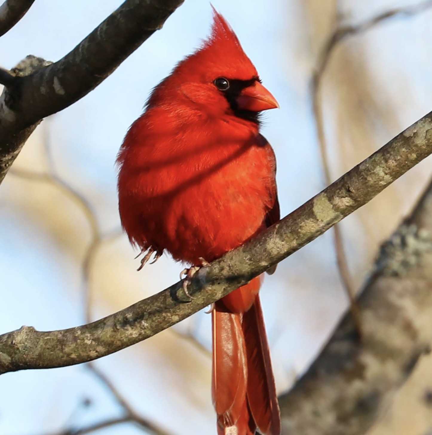 Il cardinale giallo estremamente raro fotografato in Alabama è “uno su un milione” (7+ foto)