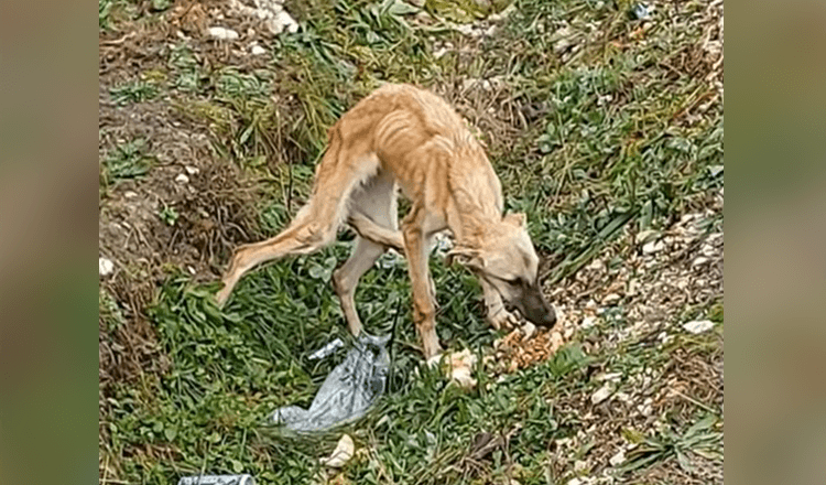 Ha trovato un cane spaventato che non si fida affatto delle persone ed è molto triste