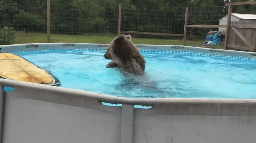 La pancia dell’orso grizzly cade direttamente in piscina, poi si gira e fa un sorriso enorme alla telecamera