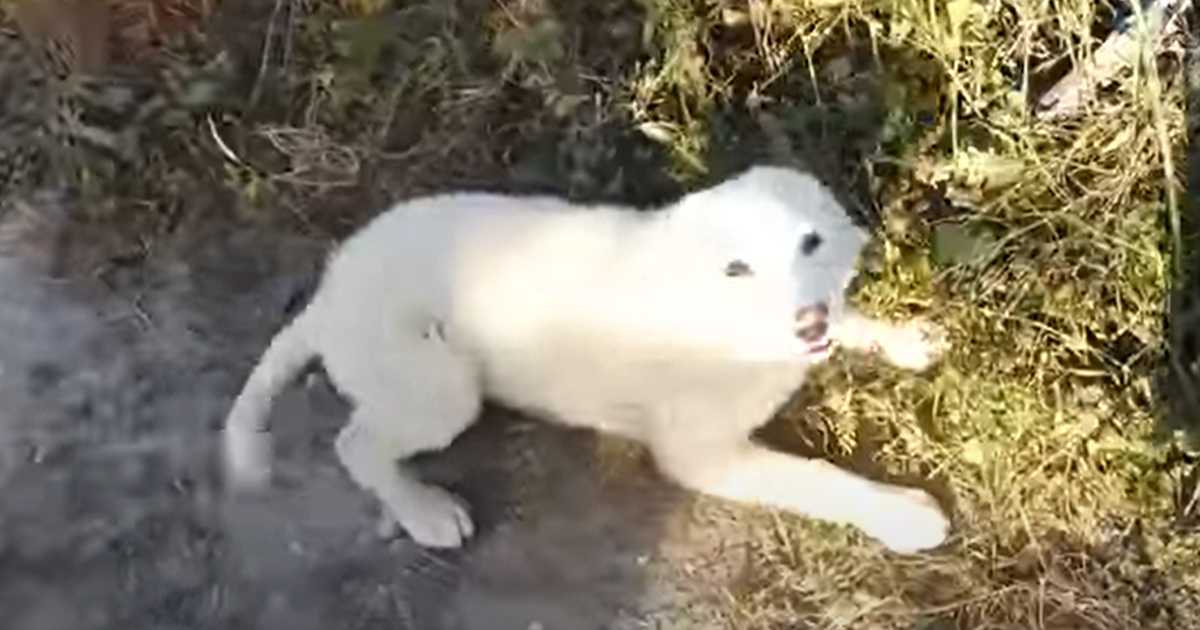 Il cucciolo implora un jogger di salvarlo, dopo essere stato scaricato in un’area isolata