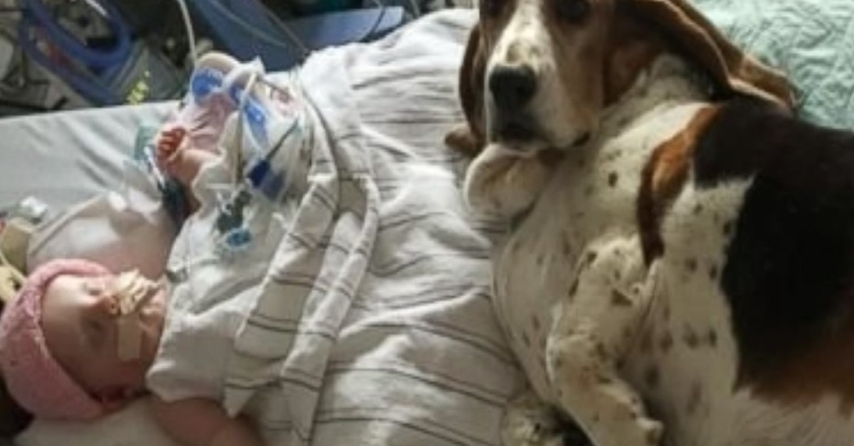 Basset Hounds restano con il bambino morente fino a quando non fa il suo ultimo respiro