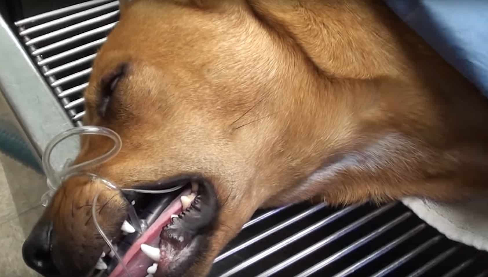 Il cane salvato 5 minuti prima di essere abbattuto ora dà i migliori abbracci