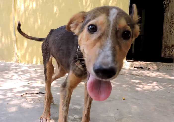 Cucciolo morente scodinzola mentre i soccorritori si avvicinano