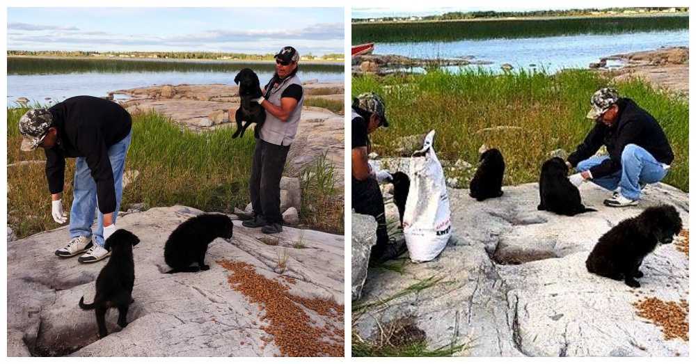 Boater trova sette cuccioli abbandonati su un’isola deserta che piangono per la fame