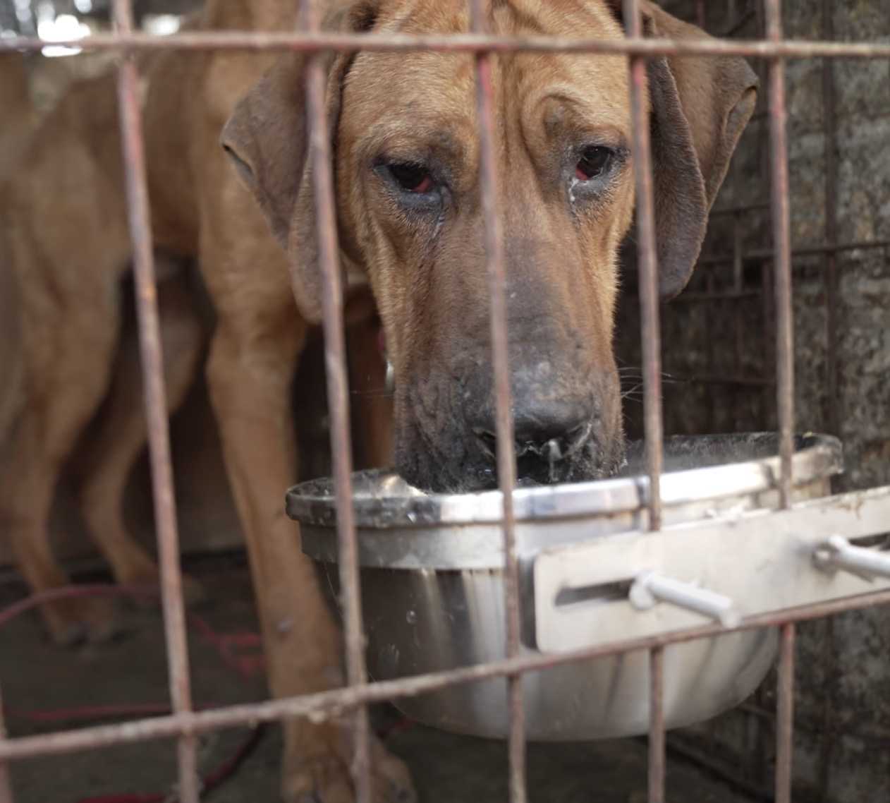 L’ultimo cane da salvare dalla fattoria della carne, Robin aveva paura di lasciare il suo canile