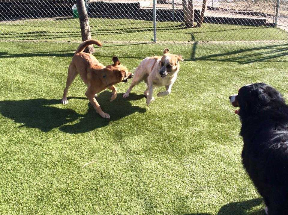 Cane che sgattaiola fuori dal suo canile per confortare due cuccioli adottivi che piangono