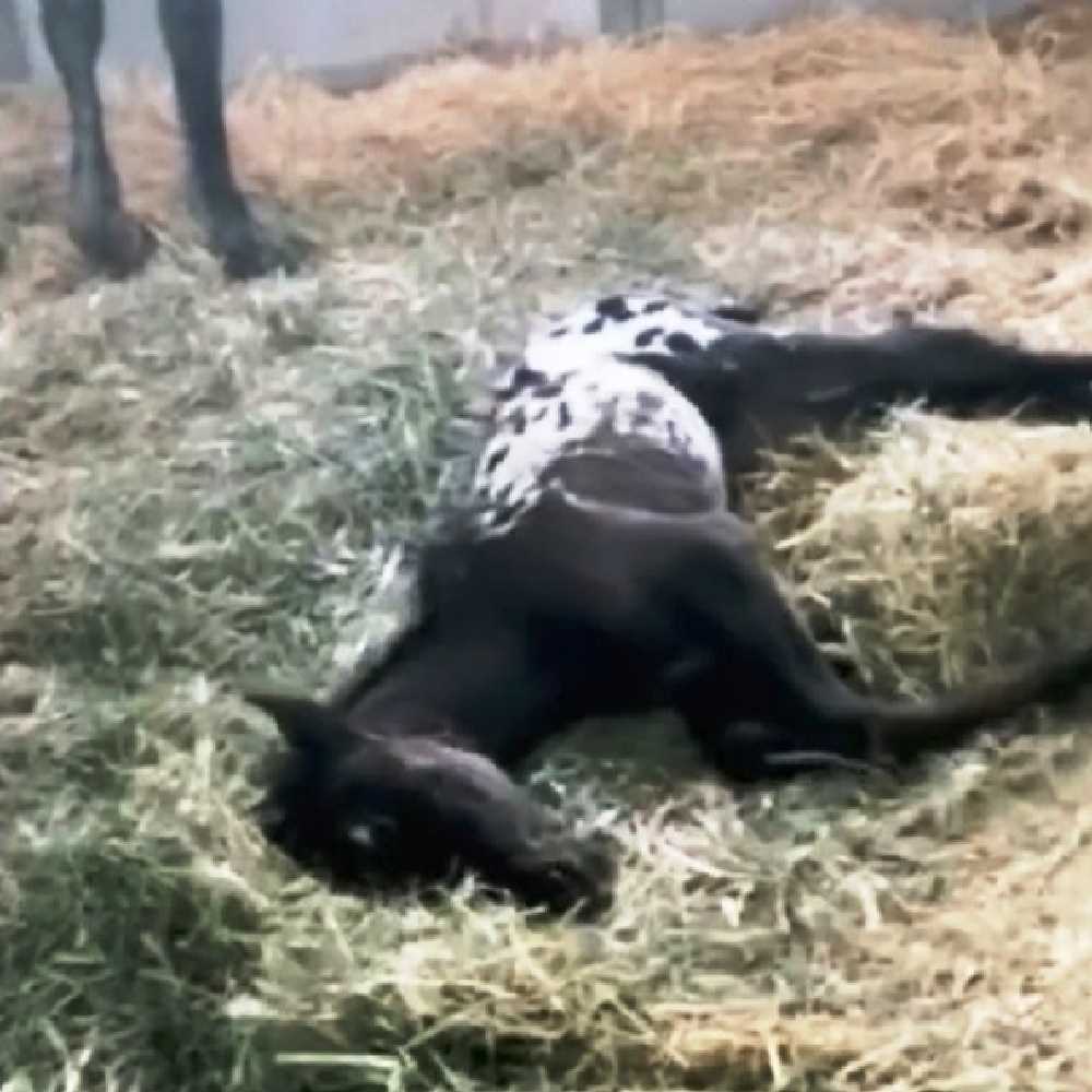 Il cane arriva di corsa per salutare il puledro appena nato, ma il puledro giace immobile a terra