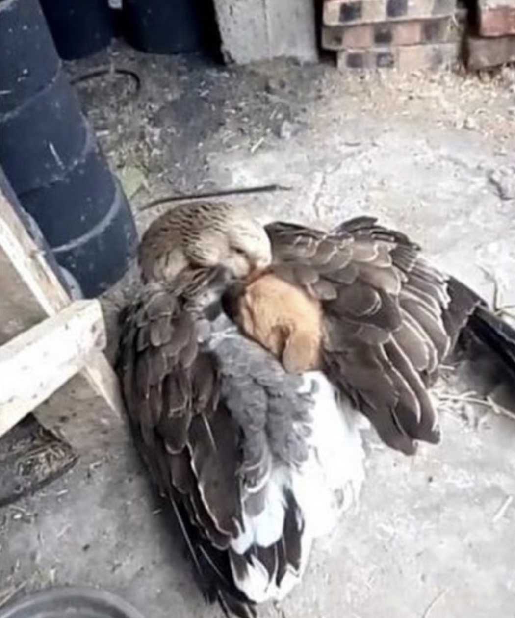 Momento commovente di un’oca che tiene caldo un cucciolo dopo che è stato abbandonato per strada