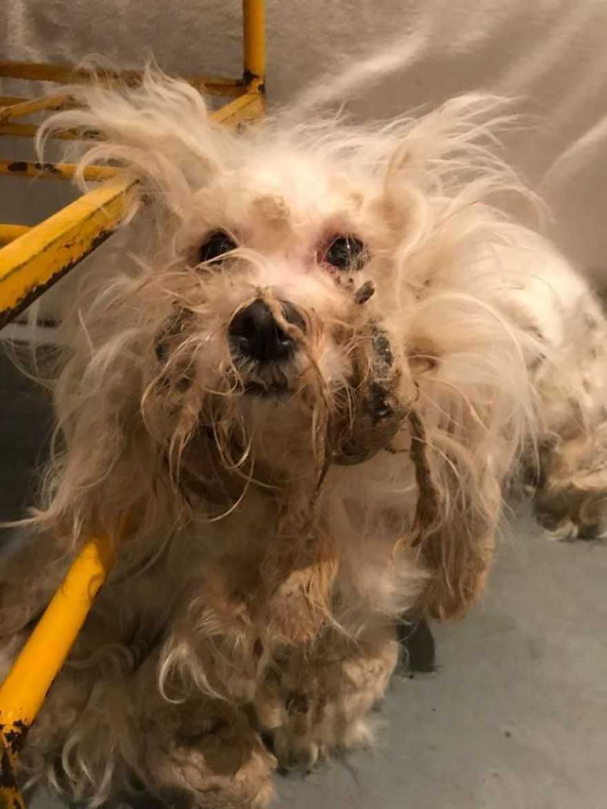 Il cane randagio non riesce a smettere di sorridere dopo che i soccorritori gli hanno rasato il pelo arruffato