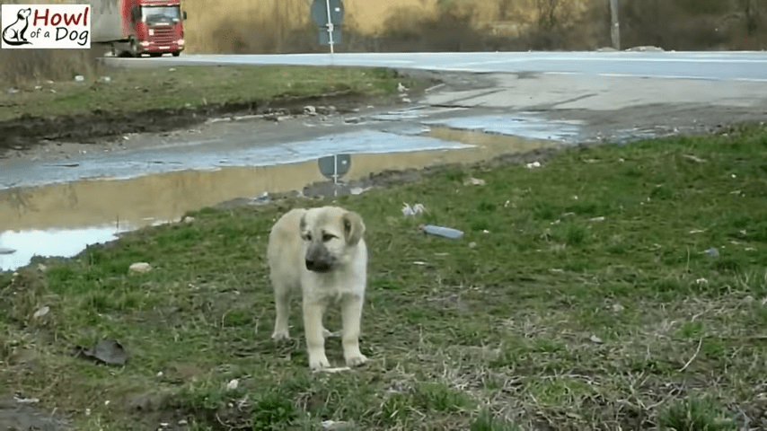 Il momento speciale in cui un cucciolo randagio stringe la mano al soccorritore dopo avergli salvato la vita!