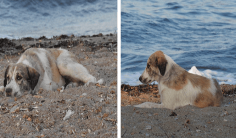 Cane randagio che insegue una donna sulla spiaggia si scopre essere un tesoro sotto mentite spoglie