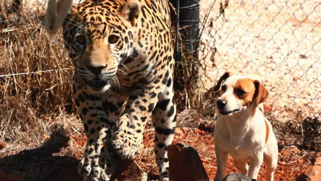 Salvataggio del giaguaro trova un improbabile migliore amico in un cagnolino di nome Bullet