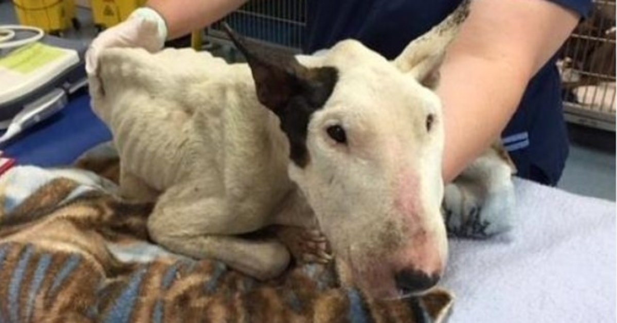 Trascurato e coperto di vermi, questo Bull Terrier sta combattendo per la sua vita