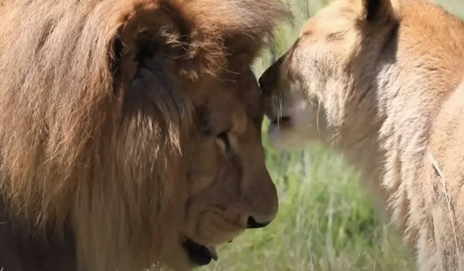 Dopo 8 anni in gabbia, i leoni del circo salvati toccano l’erba per la prima volta