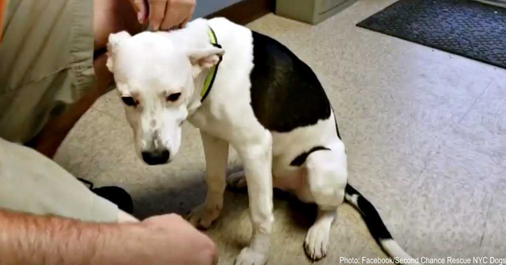 Il cucciolo adottato è tornato al rifugio una settimana dopo