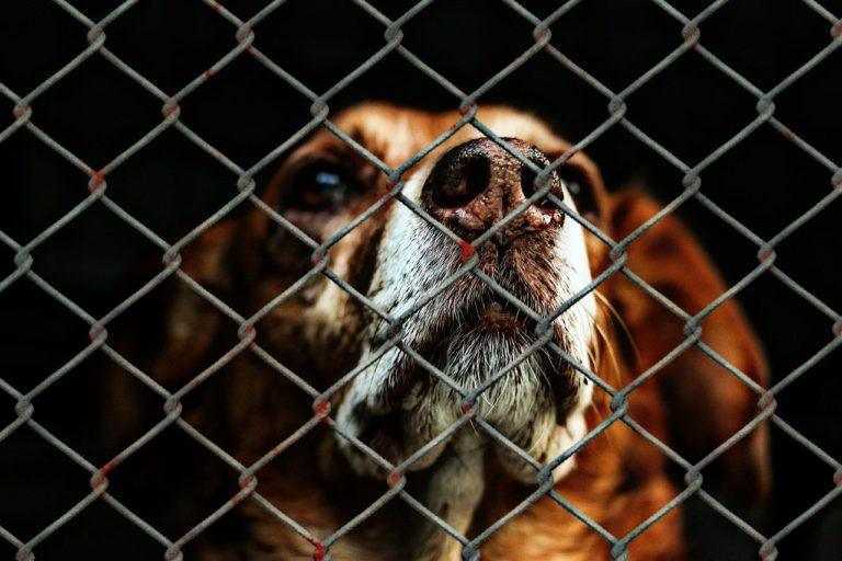 Il cane solitario aspetta in un rifugio da oltre 7 anni, implora qualcuno di darle una “seconda possibilità”