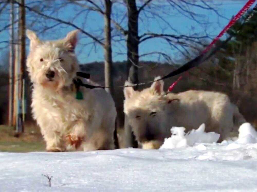 Il cagnolino corre dal poliziotto e inizia ad abbaiare rumorosamente, implora il poliziotto di seguirlo