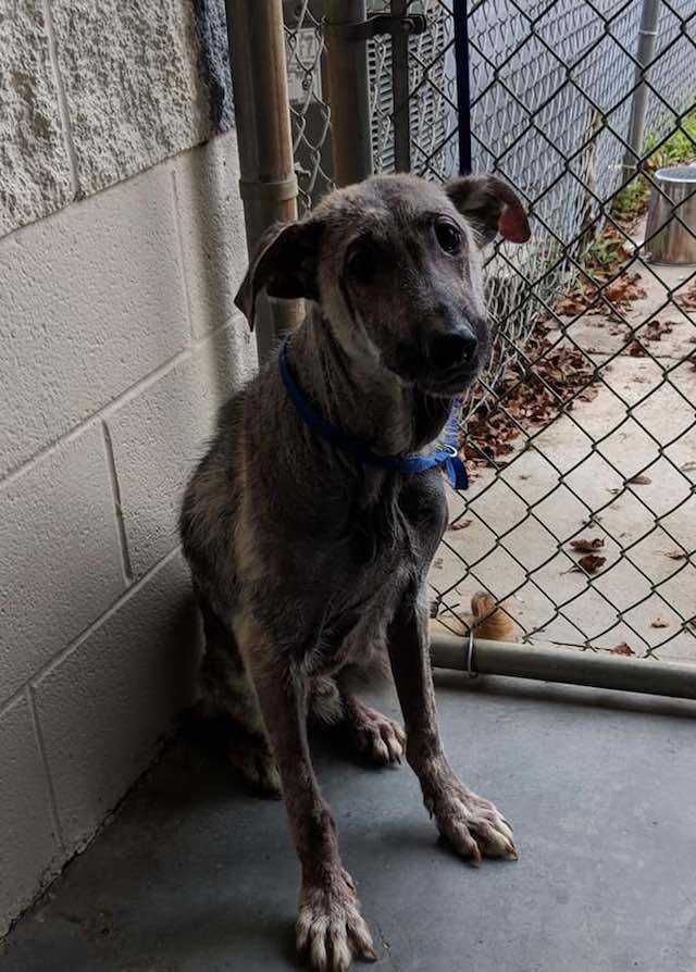 Il cane di una donna piange in preda all’angoscia dopo aver trovato un cane malato vicino a un sacco della spazzatura