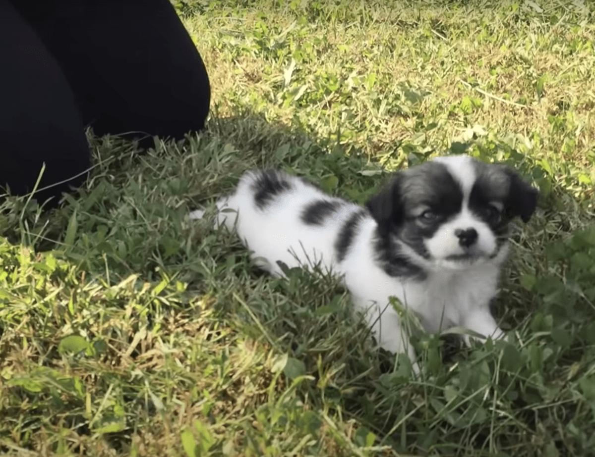 La signora che pattugliava la “discarica di cani” ha trovato freddo, bambino in preda al panico gettato lì di proposito