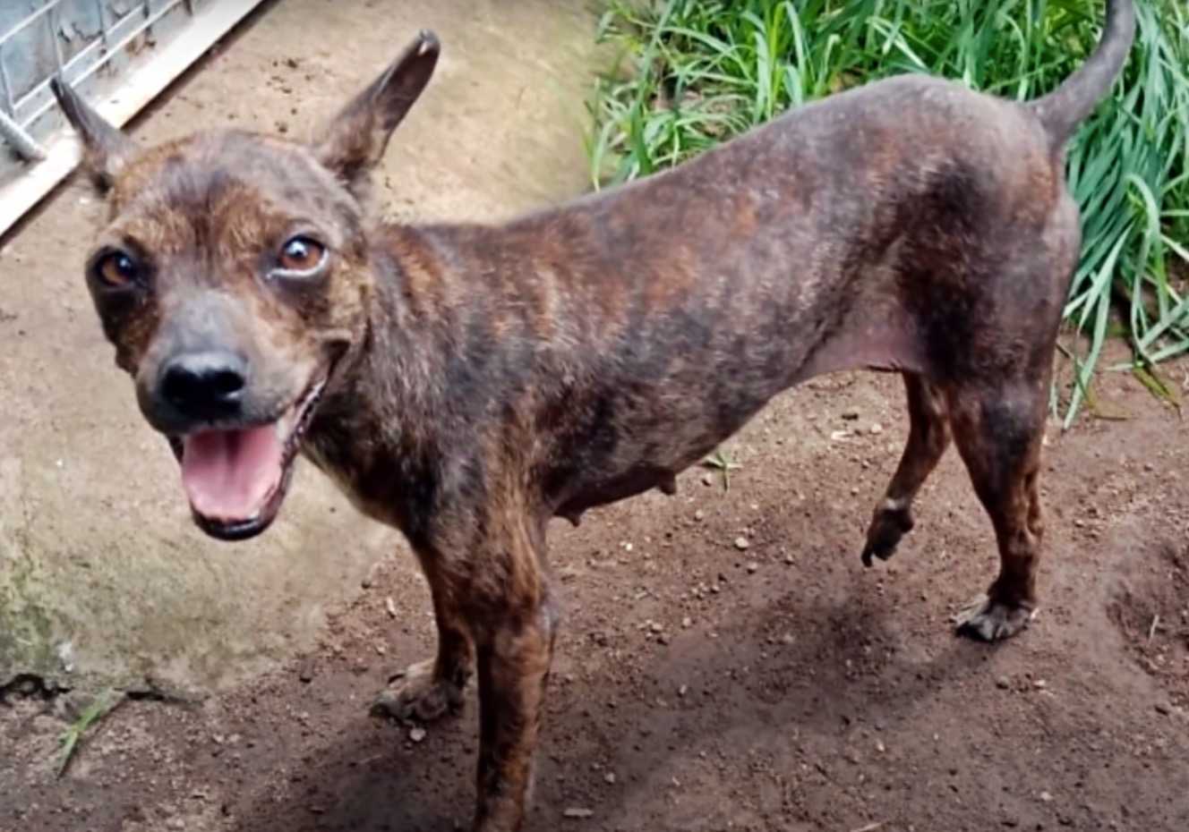 I soccorritori seguono un cane randagio affamato e malato finché non crolla in strada