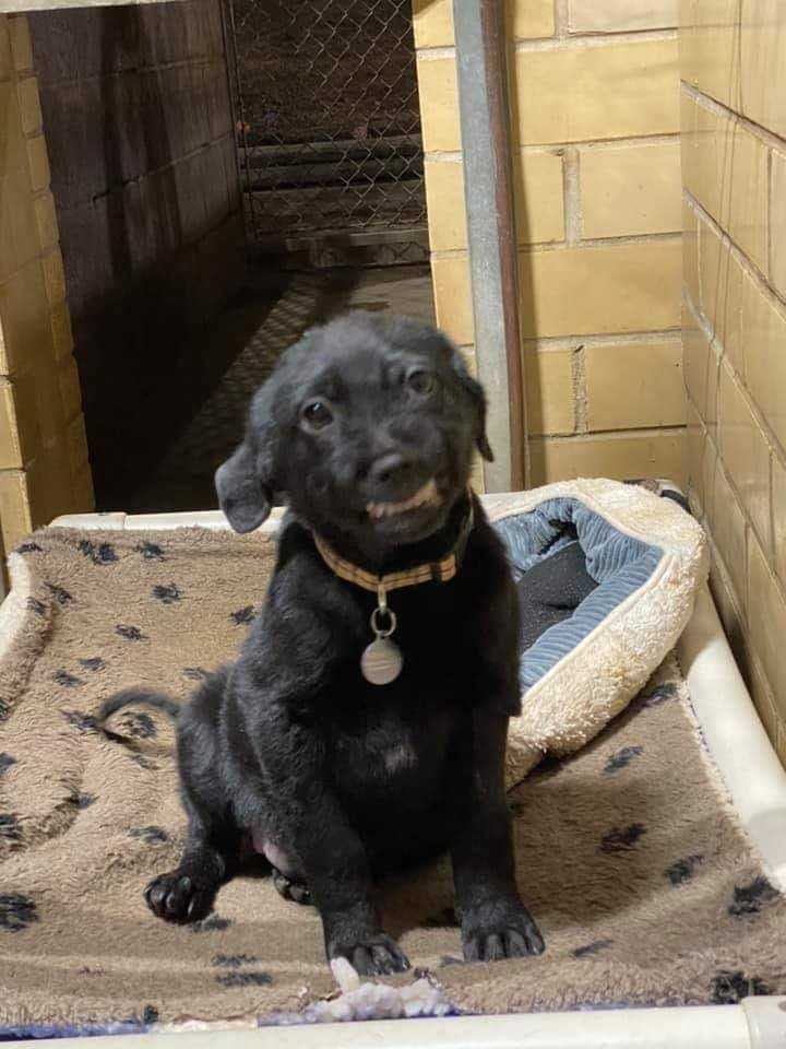 Cucciolo in cerca di casa si siede in un rifugio sorridendo a tutti quelli che passano