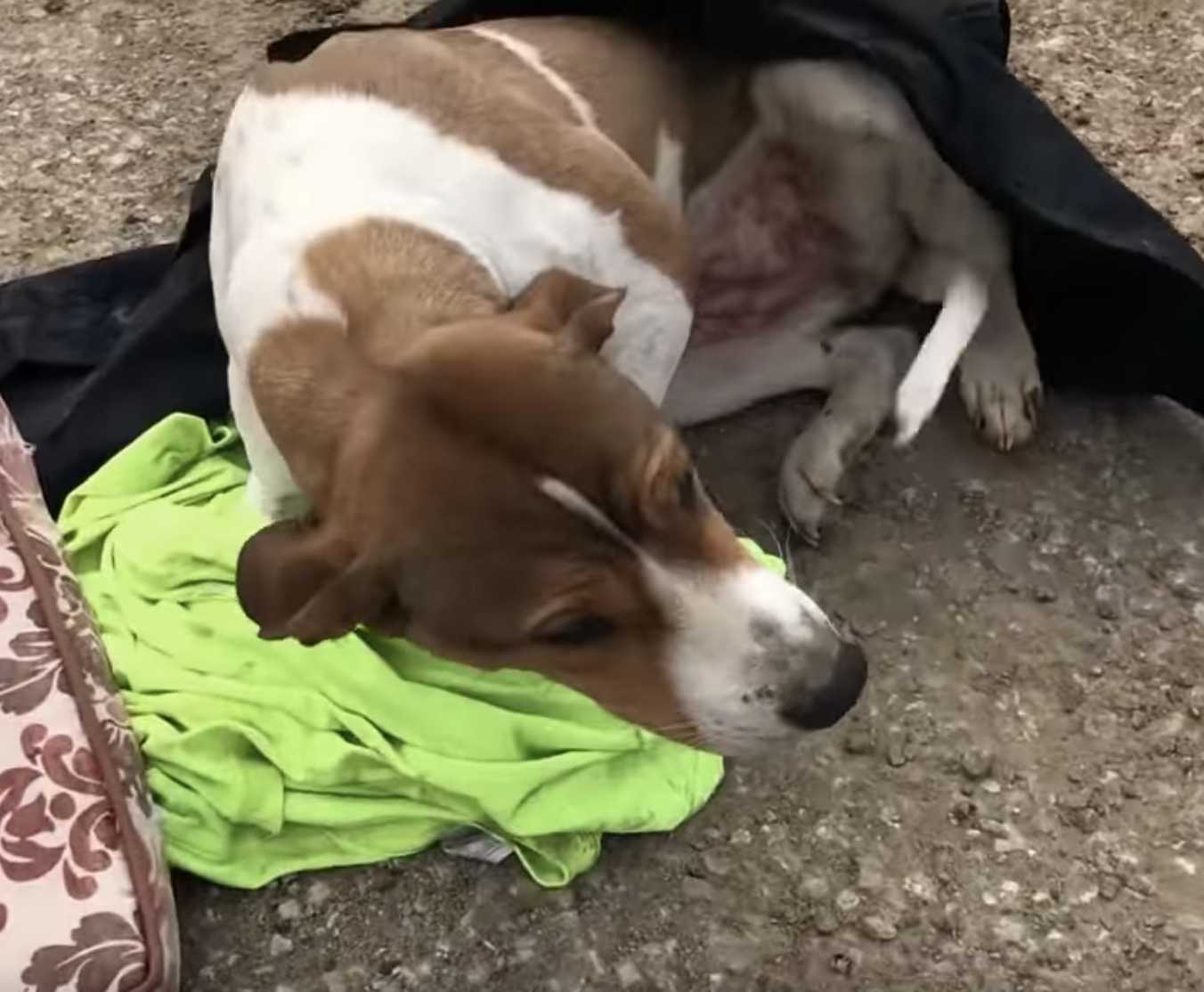 Cane scaricato che non poteva alzarsi in piedi, in attesa di aiuto