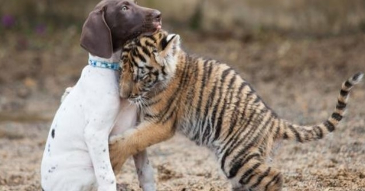 Il cucciolo di tigre rifiutato dalla madre trova conforto nel suo migliore amico cucciolo