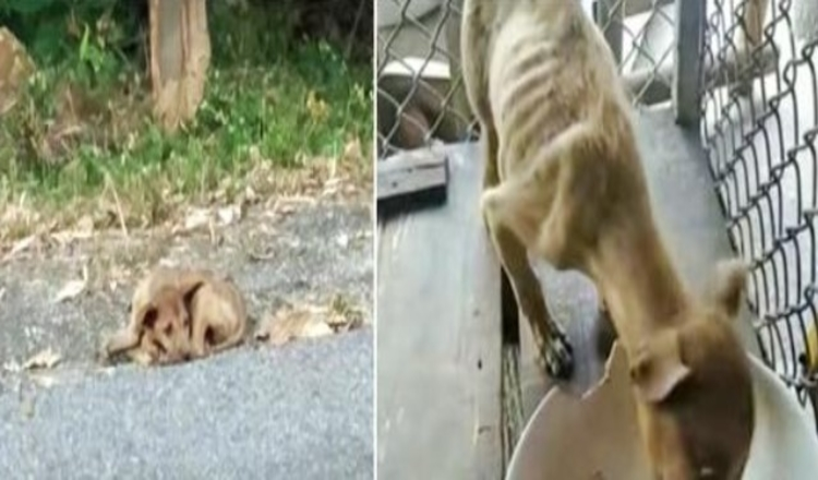 Un randagio sul ciglio della strada raccolto da Angel, gli occhi si spalancano quando vede il primo pasto