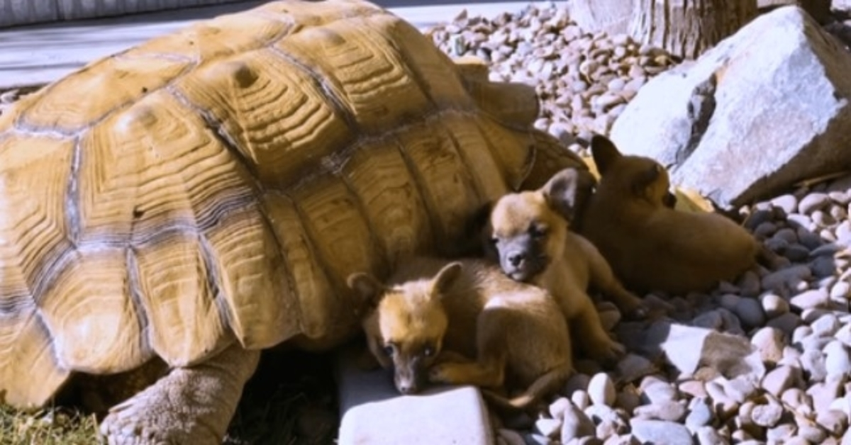 Cuccioli abbandonati fanno amicizia con una tartaruga gigante solitaria