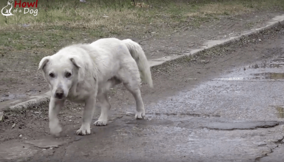 Cane con il cuore spezzato dopo essersi riunito con il proprietario che non lo voleva più