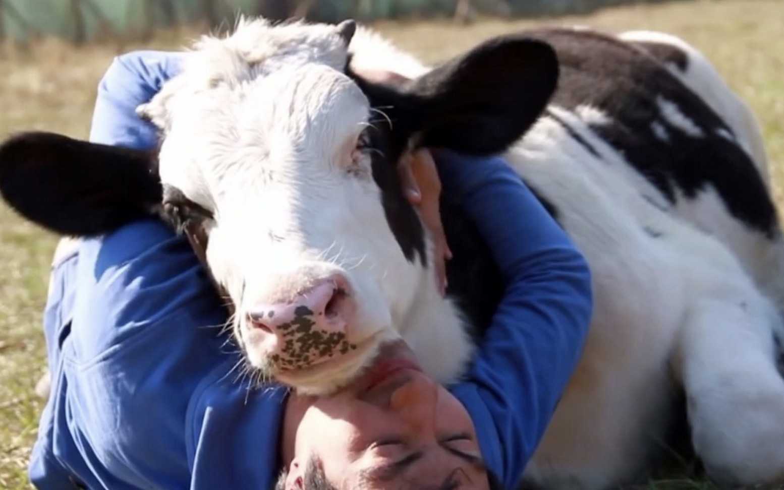 Vitello è stato maltrattato prima della sua macellazione, l’uomo gli ha mostrato amore con una coccola